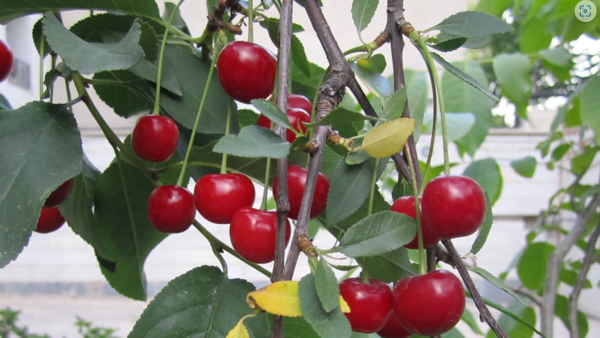 tart cherry as a post workout ingredient